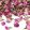 Cake Masters ehető szárított virág – Lila rózsabimbó – 15g
